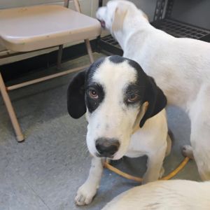 This dog is with Corridor Rescue in Houston Texas If youre looking for a calm sweet pup who wil