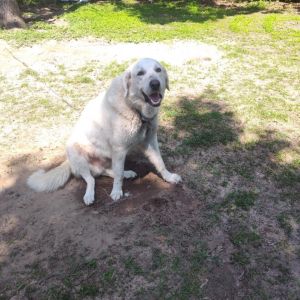  THIS DOG IS A COURTESY LISTING AND NOT WITH CORRIDOR RESCUE  He is located in Magnolia Texas Co