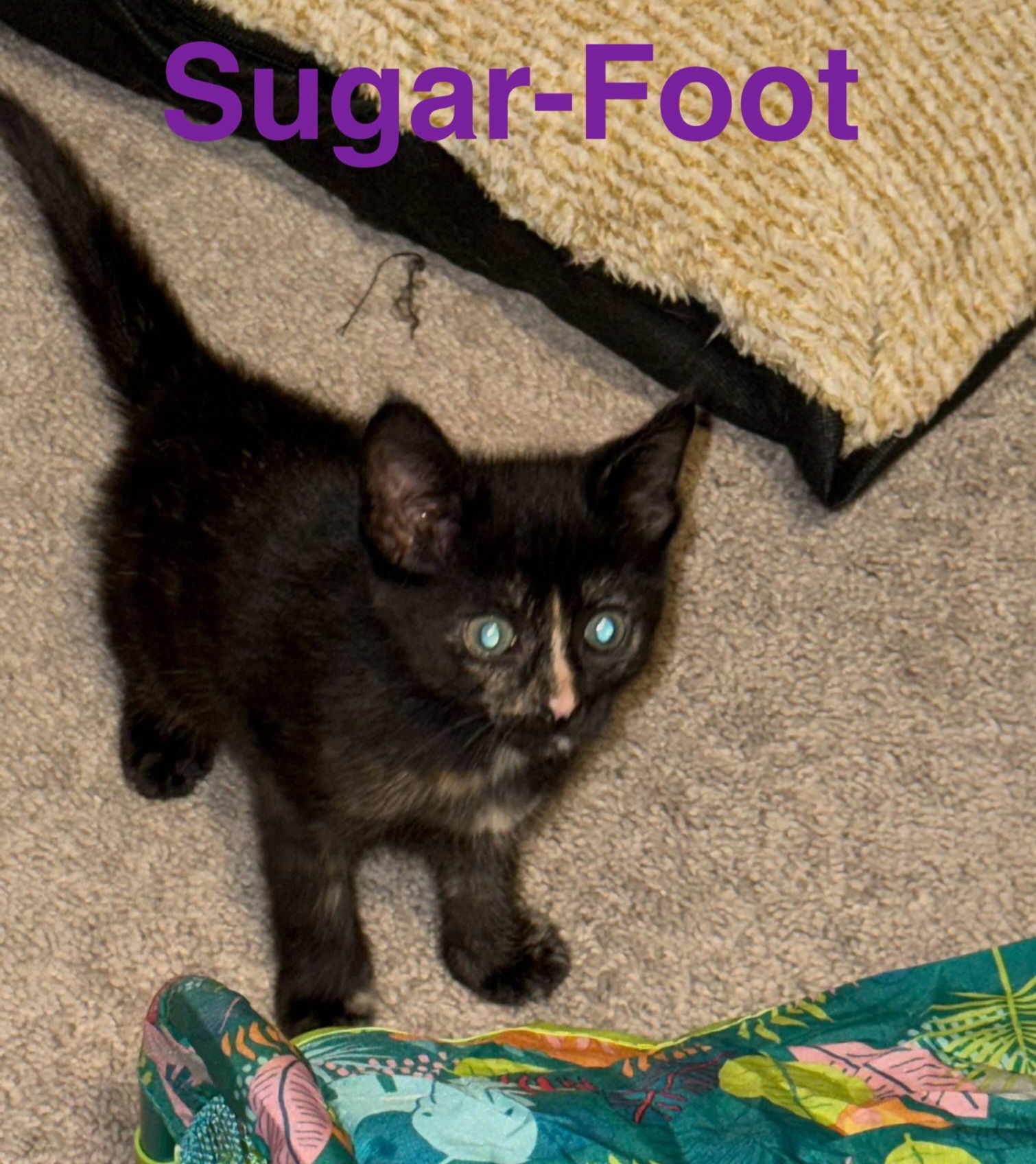 Sugar-Foot