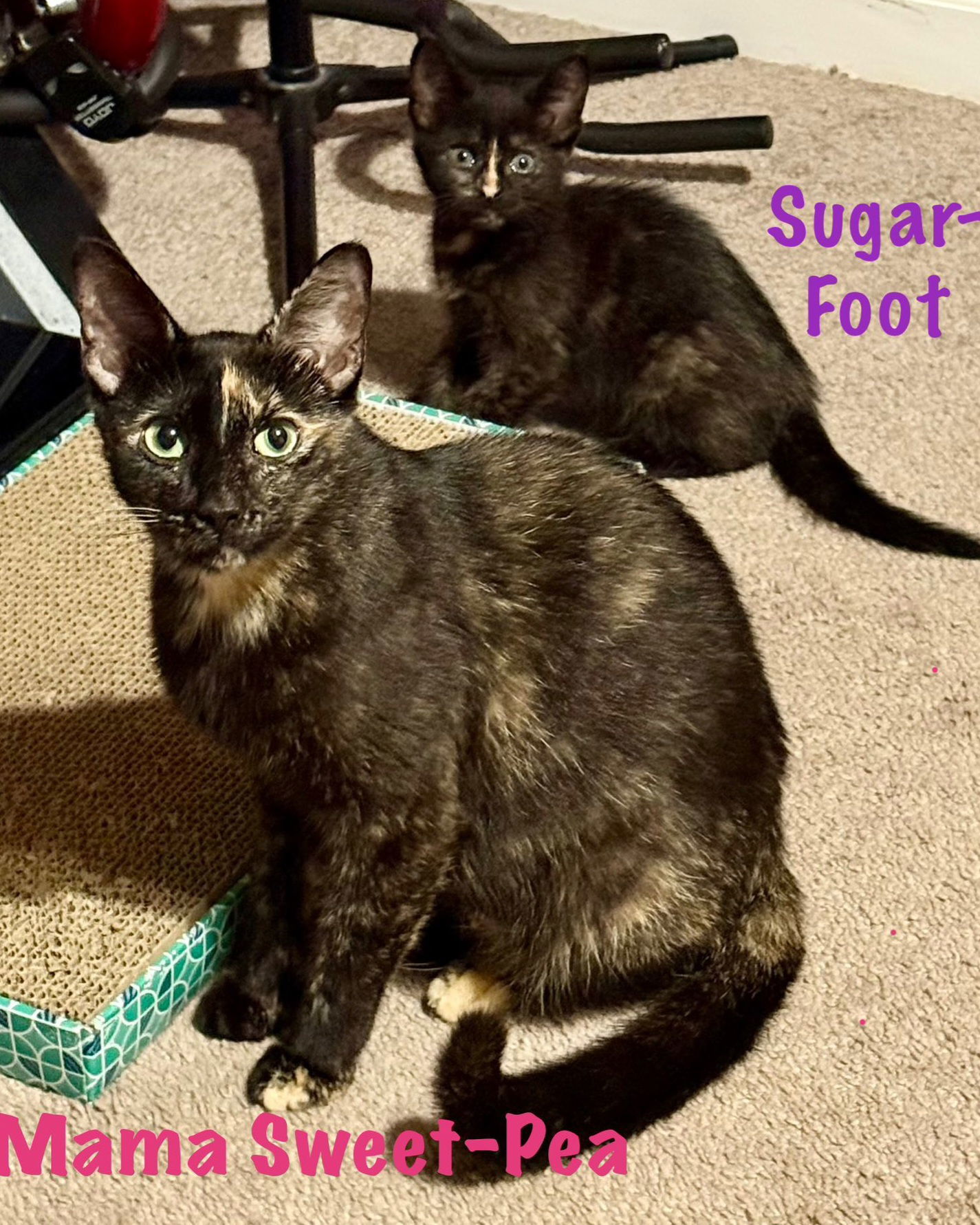 Sugar-Foot