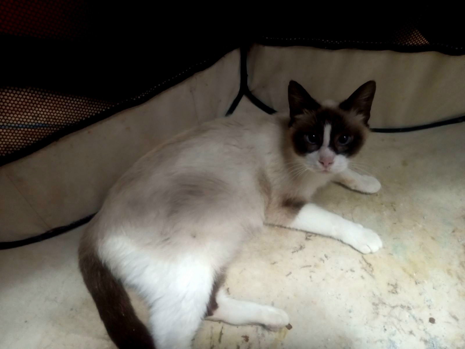 ISADORA, an adoptable Snowshoe in San Antonio, TX, 78216 | Photo Image 1