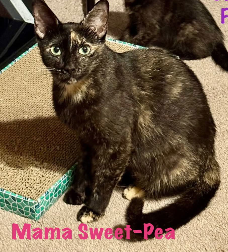 Sweet Pea