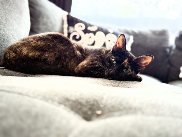 Sweet Pea
