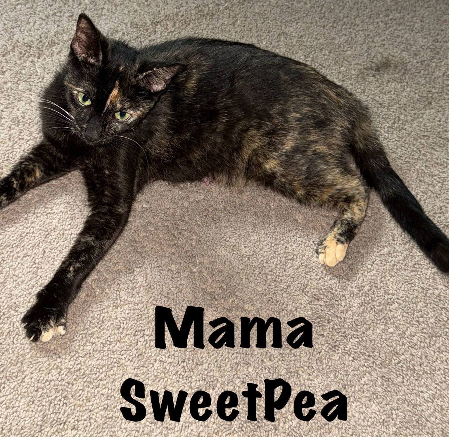 Sweet Pea