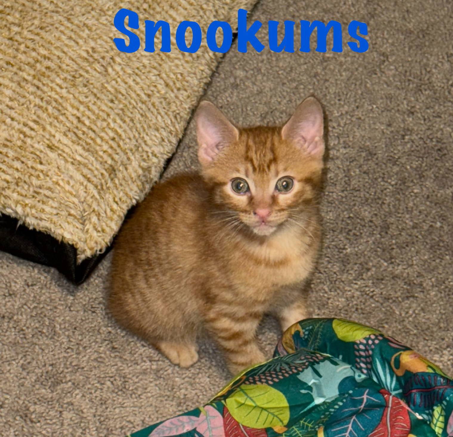 Snookums