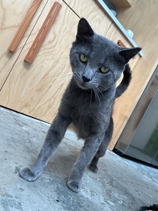 Mr. "Francis" Sweet *Adopted*
