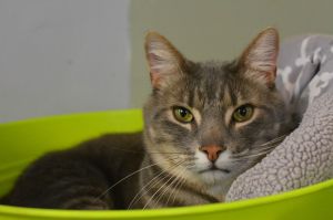 Wizz, Adult Male unknown