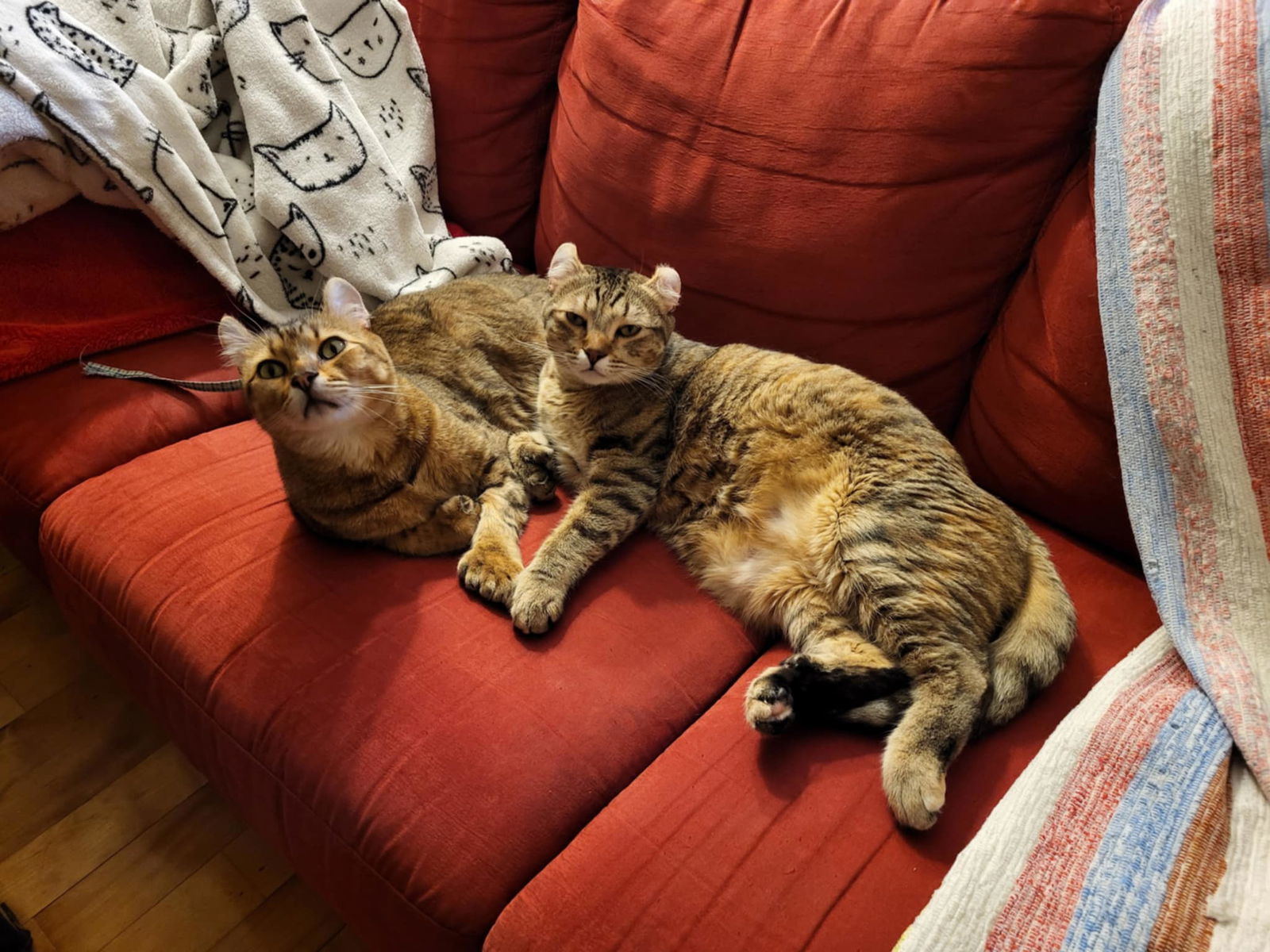 Nashi et Mew