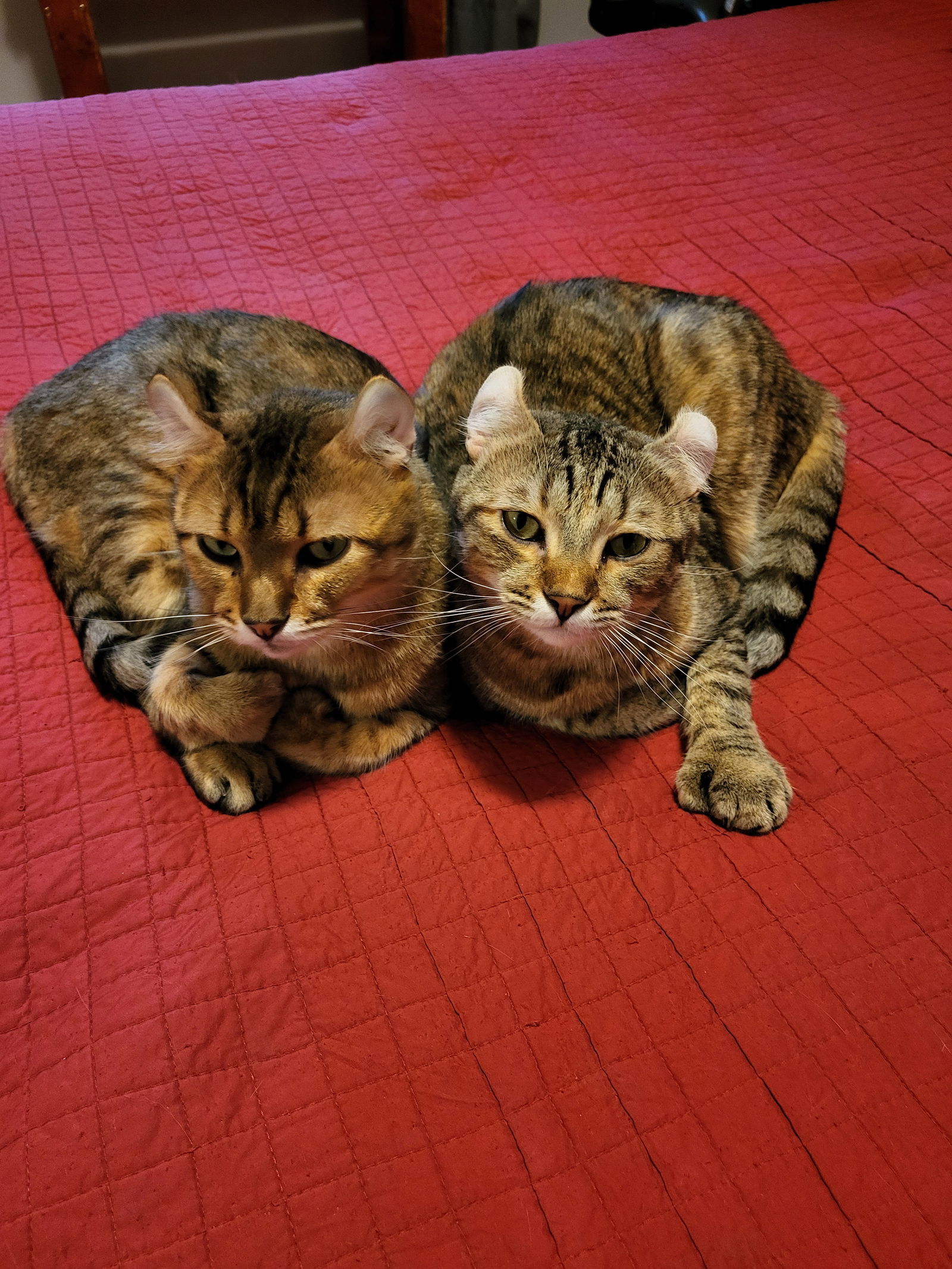 Nashi et Mew