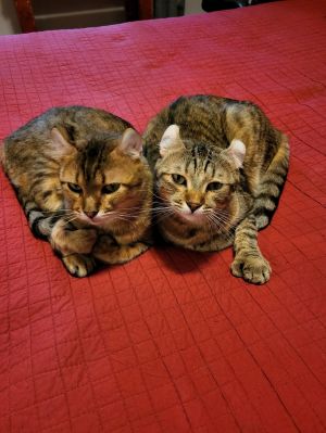 Nashi et Mew, Adult Male unknown