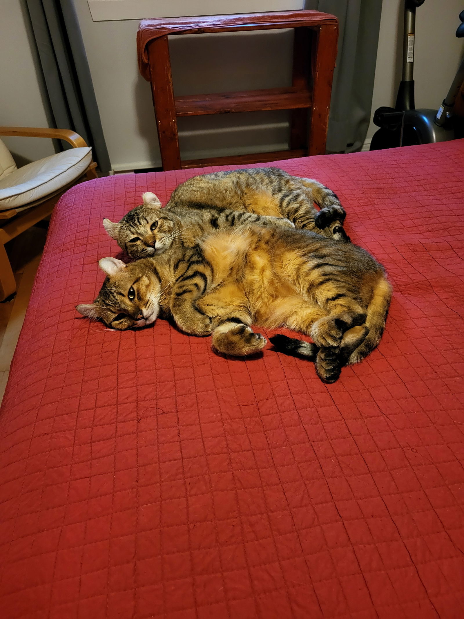 Nashi et Mew