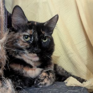 Meet MJ - Your Loyal Chirpy Sun-Basking Sidekick MJ is a 3-year-old medium-ha
