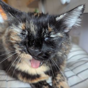 Meet MJ - Your Loyal Chirpy Sun-Basking Sidekick MJ is a 3-year-old medium-ha