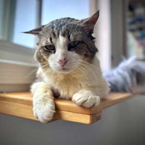 Meet Henry Henry is an 8 year old retired tomcat whos survived a rough life on the streets When h