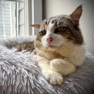 Henry, Senior Male Domestic Short Hair