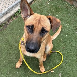 Swimsuit, Adult Male Shepherd