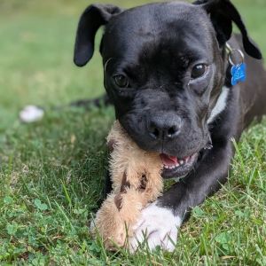 Peacock, Young Female Pit Bull Terrier