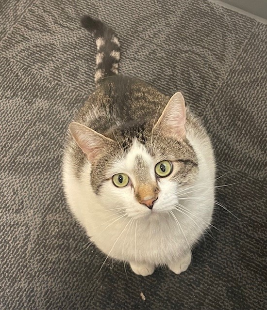 Atticus, an adoptable Domestic Short Hair in Ladysmith, WI, 54848 | Photo Image 1