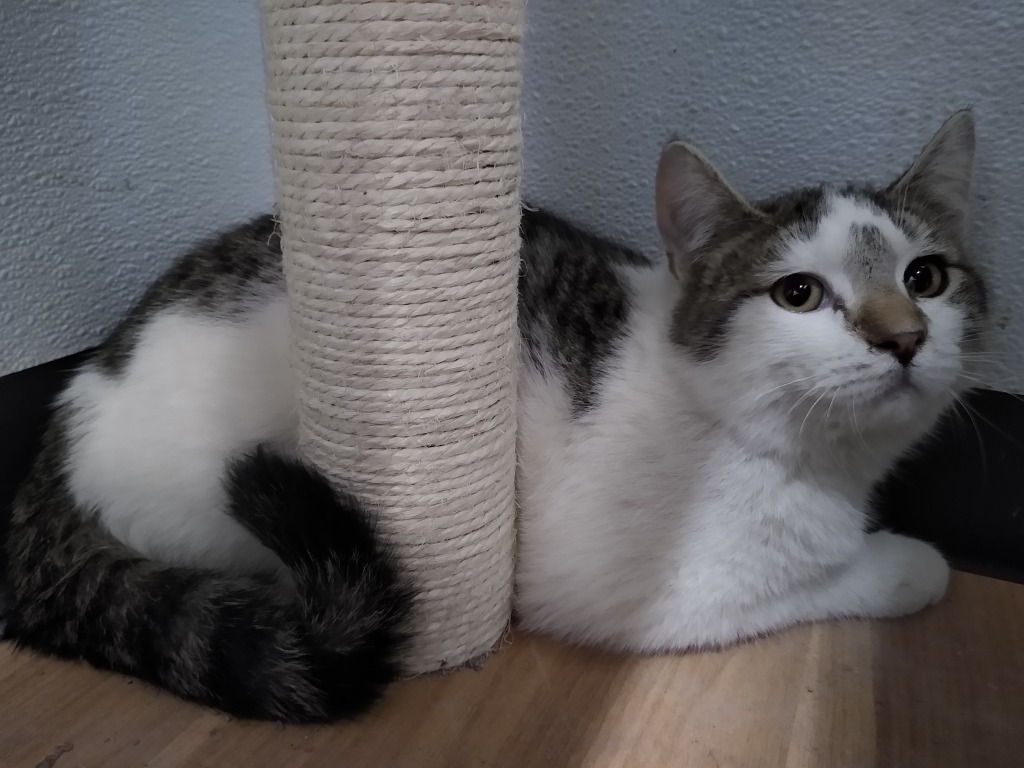 Atticus, an adoptable Domestic Short Hair in Ladysmith, WI, 54848 | Photo Image 2