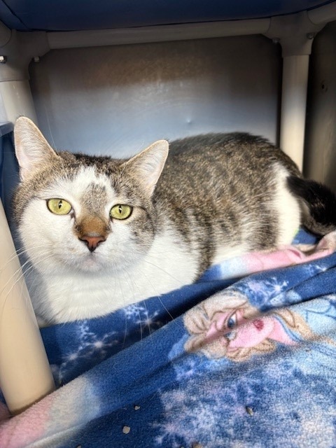 Atticus, an adoptable Domestic Short Hair in Ladysmith, WI, 54848 | Photo Image 3