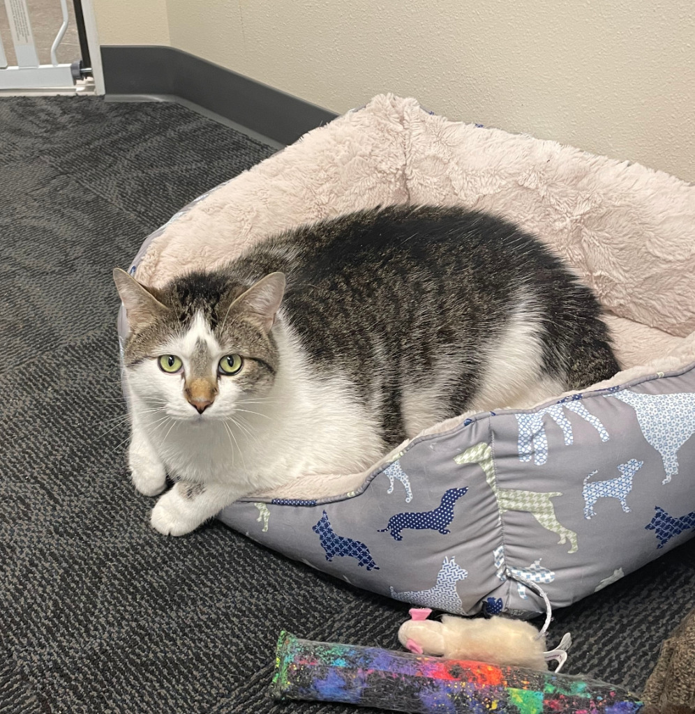 Atticus, an adoptable Domestic Short Hair in Ladysmith, WI, 54848 | Photo Image 4
