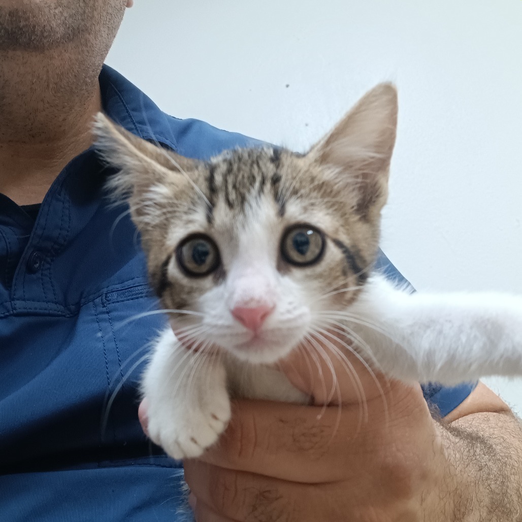 Miel, an adoptable Domestic Short Hair in Guaynabo, PR, 00969 | Photo Image 1