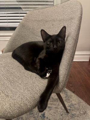 Papaya, Baby Female Domestic Short Hair
