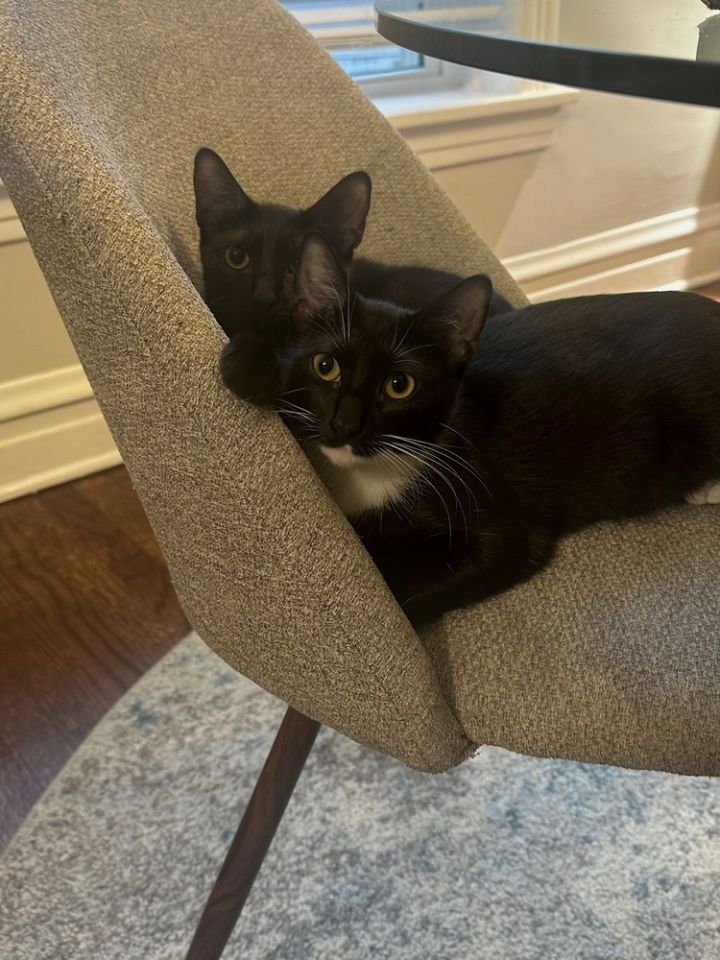 Cat for adoption - Papaya, a Domestic Short Hair in Chicago