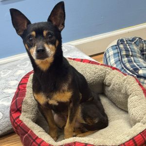 Jimmy, Adult Male Miniature Pinscher
