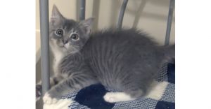 Webber, Baby Male Domestic Medium Hair