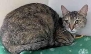 Catalina 731-25 Domestic Short Hair Cat