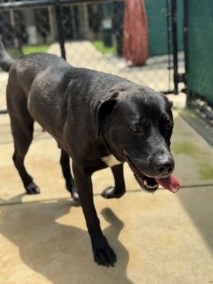 Meet Splash a spirited retriever mix with a heart full of sunshine and paws ready for adventure Wh