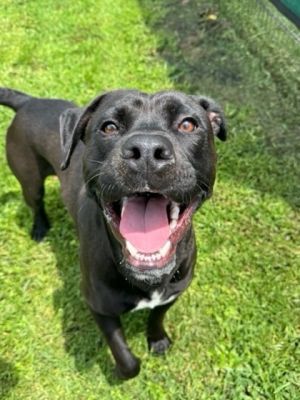 Im new to the adoption floor and the staff is still getting to know me Details about how great I