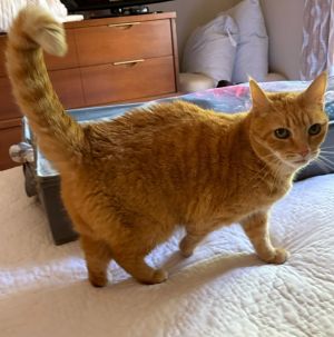 Aurora, Senior Female Domestic Short Hair