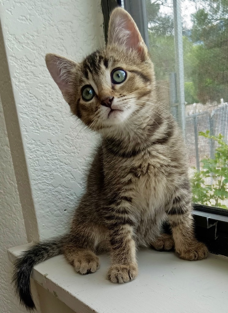 William