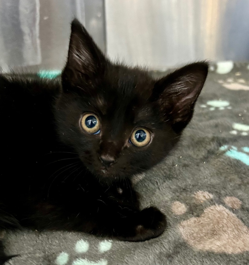 Vader