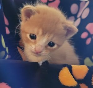 Oliver, Baby Male Domestic Medium Hair