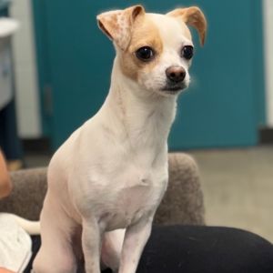 Nova, Adult Female Chihuahua