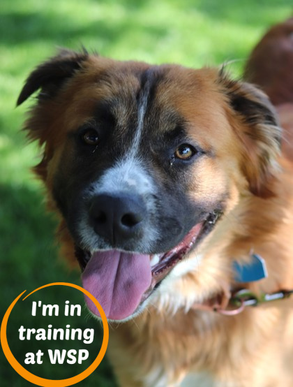 Datura, an adoptable Mixed Breed in Walla Walla, WA, 99362 | Photo Image 1