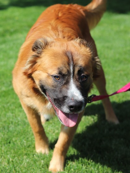 Datura, an adoptable Mixed Breed in Walla Walla, WA, 99362 | Photo Image 2