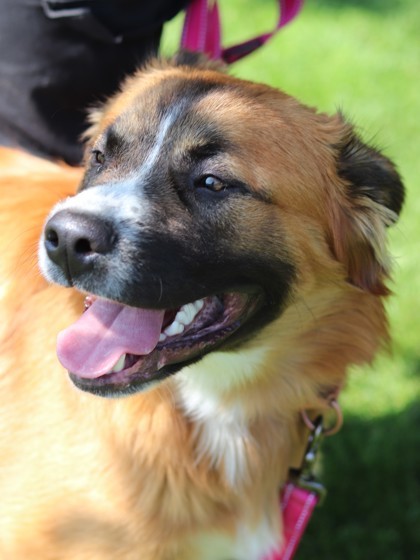 Datura, an adoptable Mixed Breed in Walla Walla, WA, 99362 | Photo Image 3