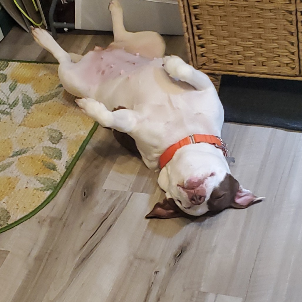 Bunny-IN FOSTER