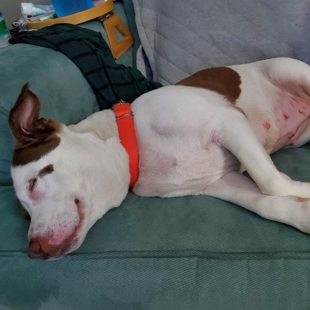 Bunny-IN FOSTER