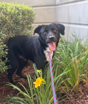 Han Solo, Young Male Labrador Retriever