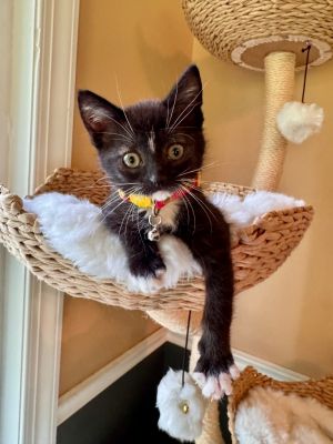 Paige, Baby Female Domestic Short Hair