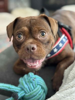 Hickory, Young Female French Bulldog