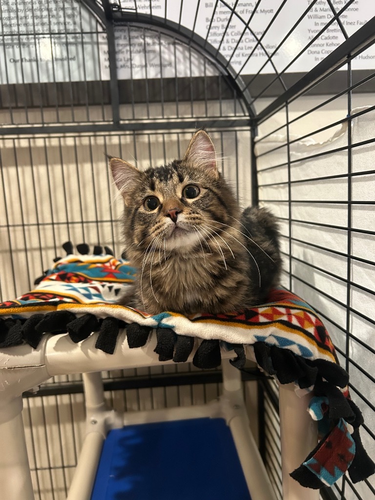 Sirius
