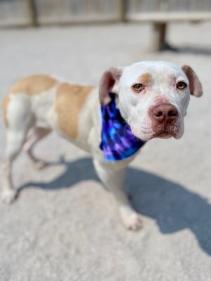 Mona, Young Female Mixed Breed