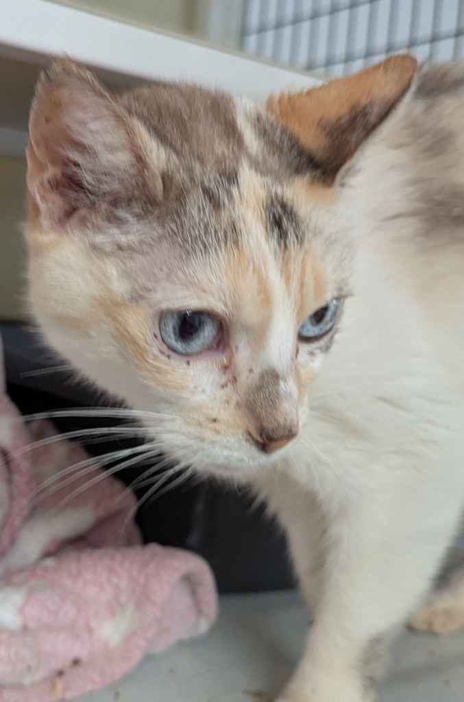 Rosie