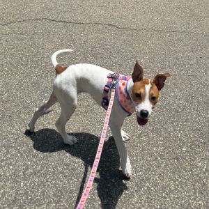Izzyboo, Baby Female Mixed Breed